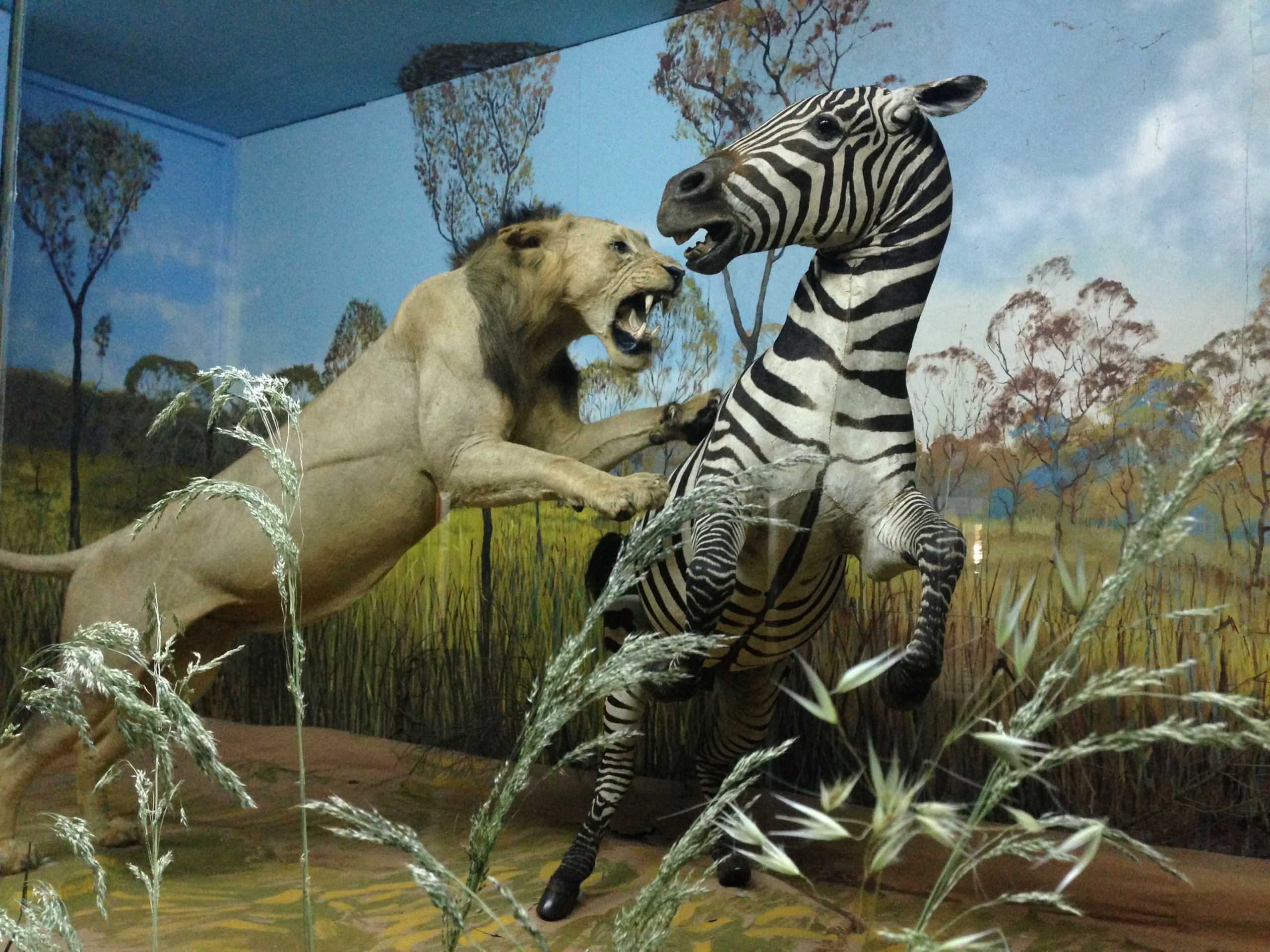A lion attacks a zenbra in a display at the Zoological Museum of the University of Athens