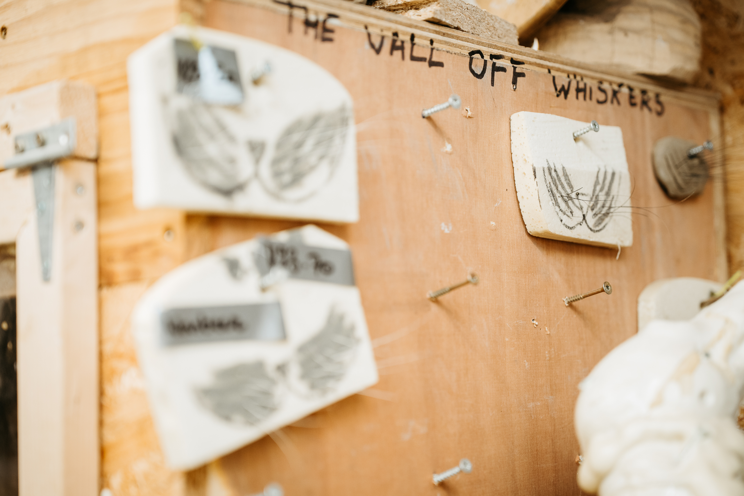 The Wall of Whiskers