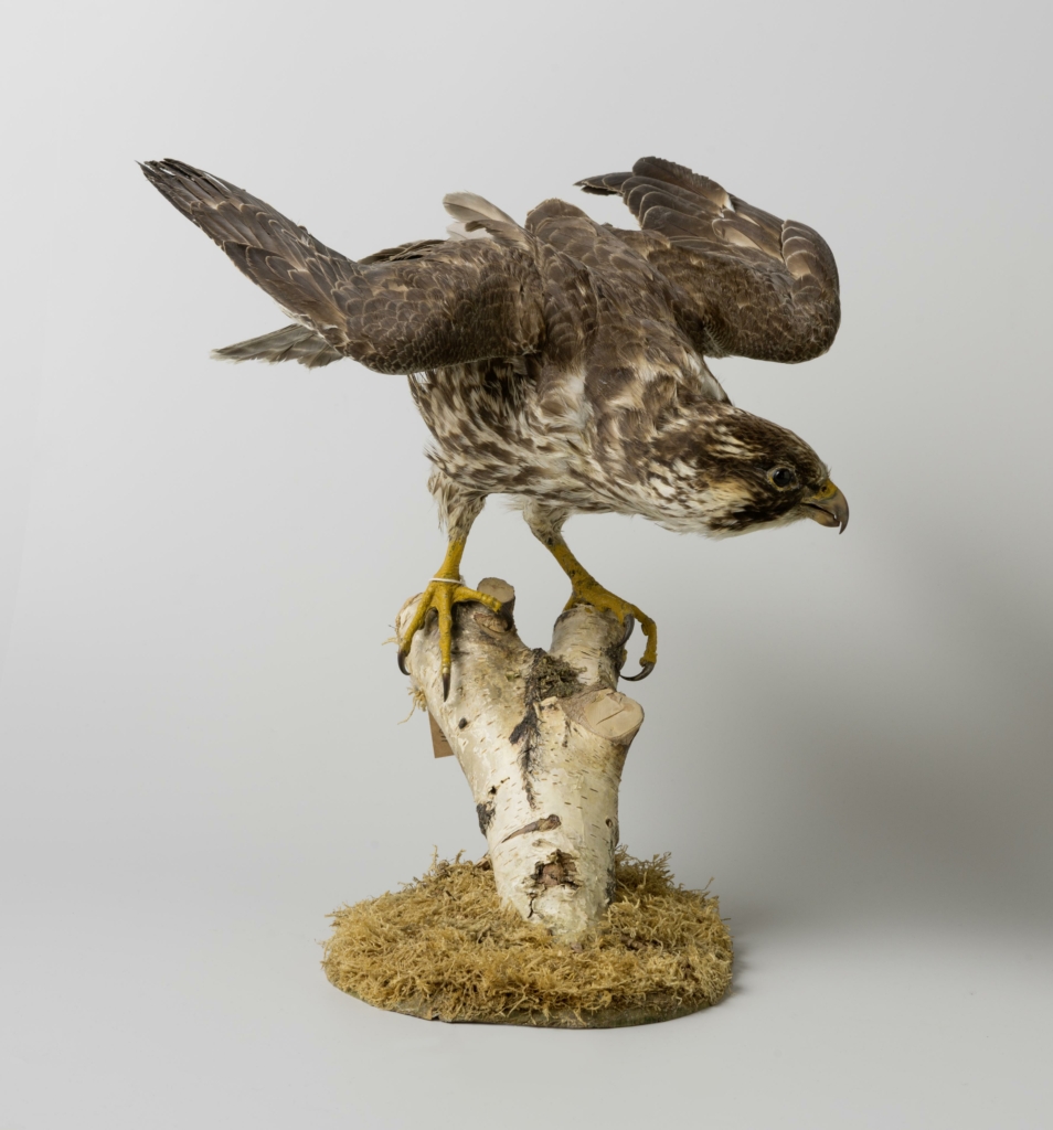 A taxidermy specimen of a peregrine falcon